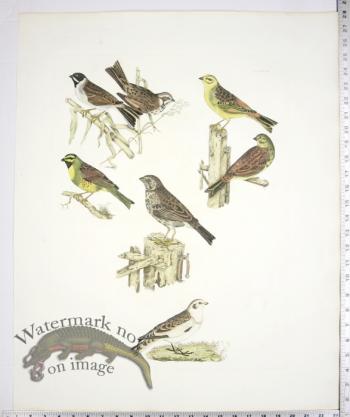 Buntings/Common; Yellow; Reed; Cirl; Tawny